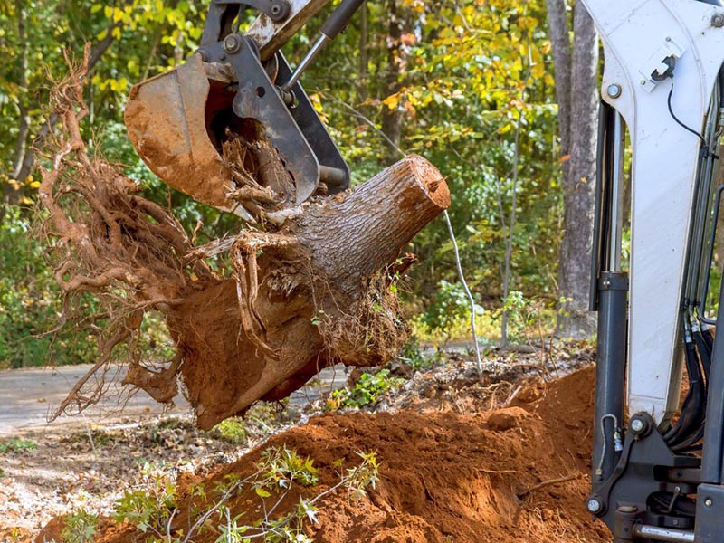 Stump Grinding Service London