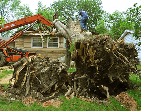 Professional Tree Stump Removal London